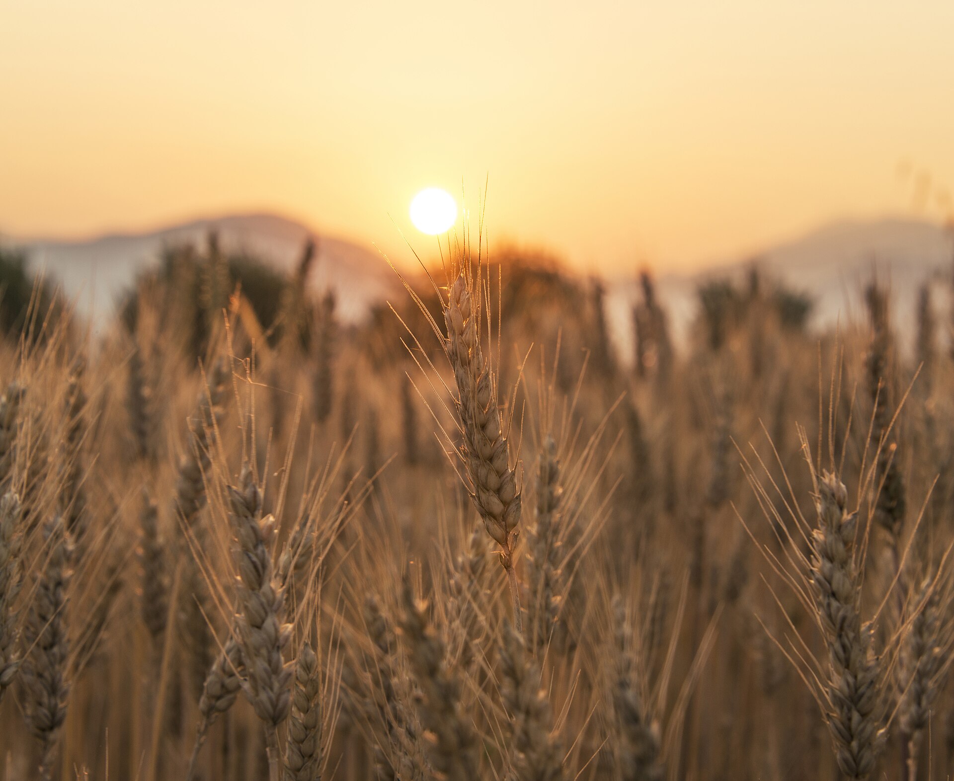A wheat field, where the flour begins